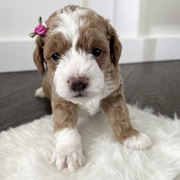 Labradoodle Puppies from Uintah Basin Doodles