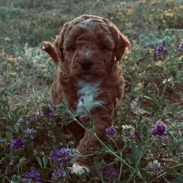 Rosy - Apricot female Poodle puppy in Lance Creek, Wyoming from CK Poodles LLC