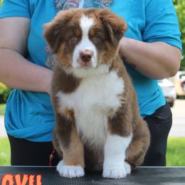 Kovu - Australian Shepherd