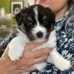 Miniature American Shepherd Puppies from Stones River Mini American Shepherds