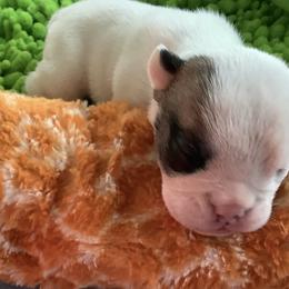 Girl 1 - White female Bulldog puppy in Tierra Verde, Florida from Destiny Kennel