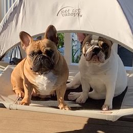 French Bulldogs from Smileys French Bulldogs