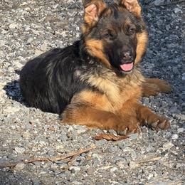 German Shepherd Puppies from Golden Ridge