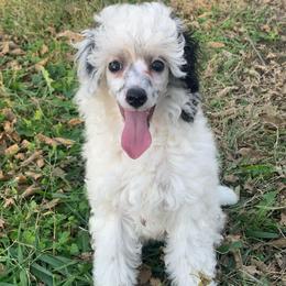 Ruby - Parti female Poodle puppy in Haddam, Kansas from Golden B Acres
