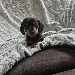 Dachshund Puppies from Dachshund Darlins