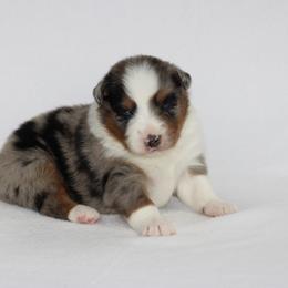 Boy 4 - male Australian Shepherd puppy in Circleville, Utah from Canyon Creek Aussies
