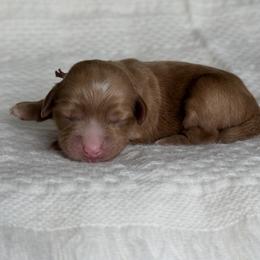 Pink - Caramel red female Australian Labradoodle puppy in Auburn, Washington from West Valley Labradoodles