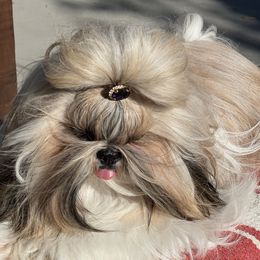 Deliz - Shih Tzu