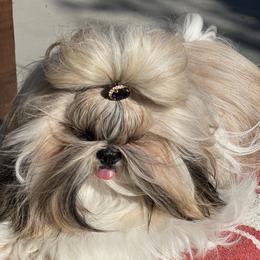 Deliz - Shih Tzu