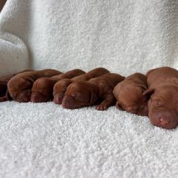 Boy - Golden rust male Vizsla puppy in Dugspur, Virginia from Pilgrims Trails Shorthairs