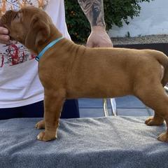 Dogue de Bordeaux Puppies from Toni  Young