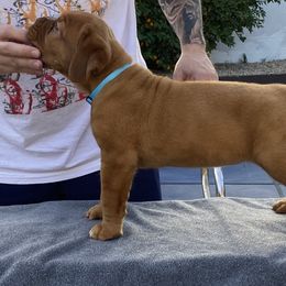 Dogue de Bordeaux Puppies from Toni  Young