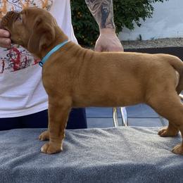 Dogue de Bordeaux Puppies from Toni  Young