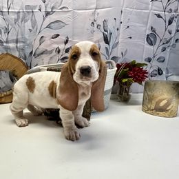 Alaura - Red and white female Basset Hound puppy in Winston Salem, North Carolina from LaythStone