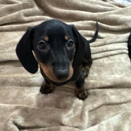 Black and tan 1 - Black and tan male Dachshund puppy in Galax, Virginia from Va mini dachshunds