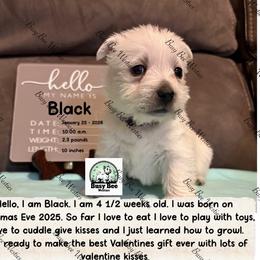 Valentine's Ready Black - White male West Highland White Terrier puppy in Colorado from Busy Bee Westies