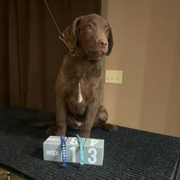 Sapphire - Brown female Chesapeake Bay Retriever puppy in Wisconsin Dells, Wisconsin from Kilbourn Chesapeakes