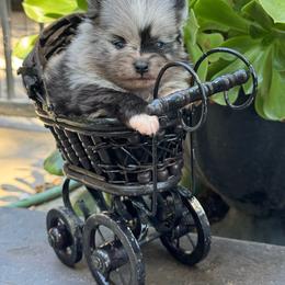 Rio - Blue merle male Pomeranian puppy in Stockton, California from lunas_poms