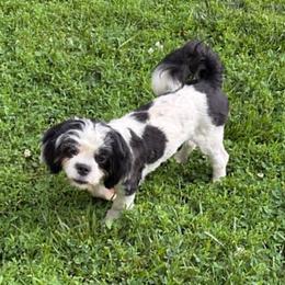 Noel - Lhasa Apso