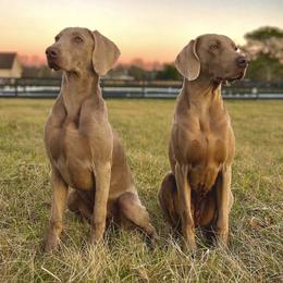 French Bulldogs and Weimaraners from Lake View Kennels