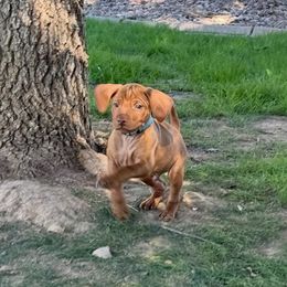 Theadore - Golden rust male Vizsla puppy in Queen Creek, Arizona from Summit Vizslas