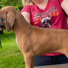 Boxers from Simply Regal Boxers
