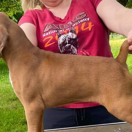 Boxers from Simply Regal Boxers