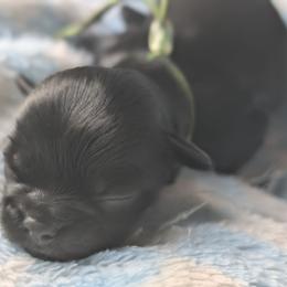 Onyx - Black male Shih Tzu puppy in Claxton, Georgia from Small Pawz Shih tzu