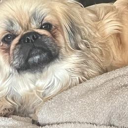 Chanel - Pekingese