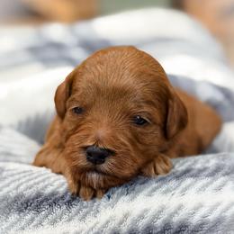 Sunny - Red  female Goldendoodle puppy in Wharton, Texas from Little Fur Friends