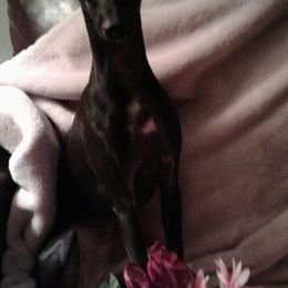 Italian Greyhounds from Cave Canem Rex Italian Greyhounds