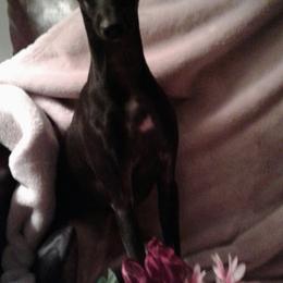 Italian Greyhounds from Cave Canem Rex Italian Greyhounds