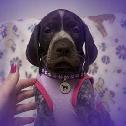 Purple collar available - Liver roan female German Shorthaired Pointer puppy in Hardeman County, Tennessee from Howell Farm GSP