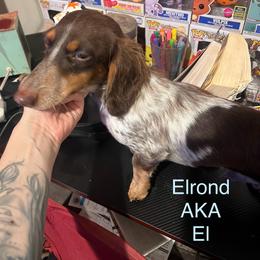 El - Dachshund