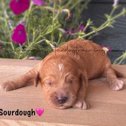 Sourdough - Apricot female Goldendoodle puppy in Lancaster, Minnesota from North Star Dog Training