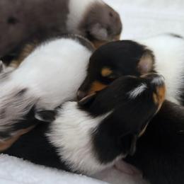 Girl 2 - female Collie puppy in Venice, Florida from SUNCREST COLLIES