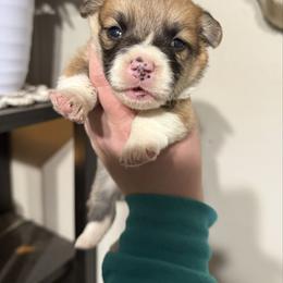 Boy 2 - Red male Pembroke Welsh Corgi puppy in White Sulfur Springs, Montana from Montana Shorties