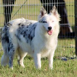Sky - Border Collie