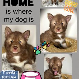 Magnolia - Red and white female Siberian Husky puppy in Florence, Kentucky from Moonlight Howl Huskies