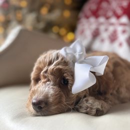Jane - Apricot female Goldendoodle puppy in Pine Grove, California from Lundee Doodles