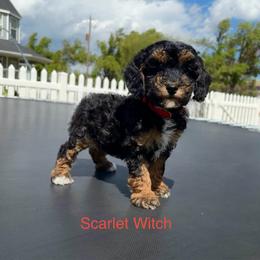 Scarlet Witch (avengers) - Phantom female Poodle puppy in Henefer, Utah from Mountain Valley Poodles