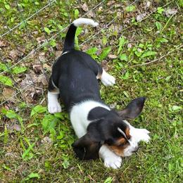 Fred 3000 - Black white and brown male Basset Hound puppy in Big Rapids, Michigan from Basket Hound Bassets
