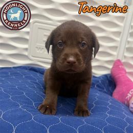Tangerine - Chocolate male Labrador Retriever puppy in Elloree, South Carolina from Moonlight Kennels LLC