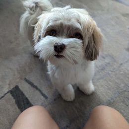 Celia - Havanese
