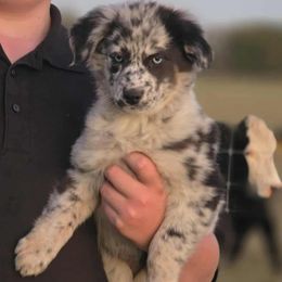 Callista - Blue merle female Australian Shepherd puppy in Wrightsville, Georgia from Wild Magnolia Farms Aussies