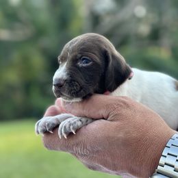 Girl 7 - Liver and white female German Shorthaired Pointer puppy in Six Mile, South Carolina from Proper Pointers