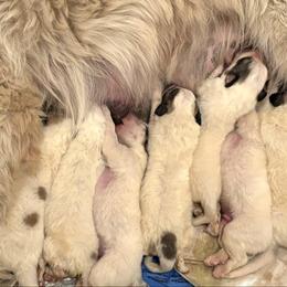 Girl 1 - White and badger female Great Pyrenees puppy in North Fork, California from Heritage Mountain Ranch