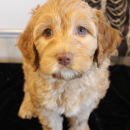 Pink Collar Sioux - Caramel female Australian Labradoodle puppy in Provo, Utah from EllsWORTH Labradoodles LLC