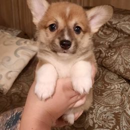 Pembroke Welsh Corgi Puppies from Iron Moss Ranch