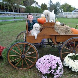 Poodle Puppies from D and D Standard Poodles